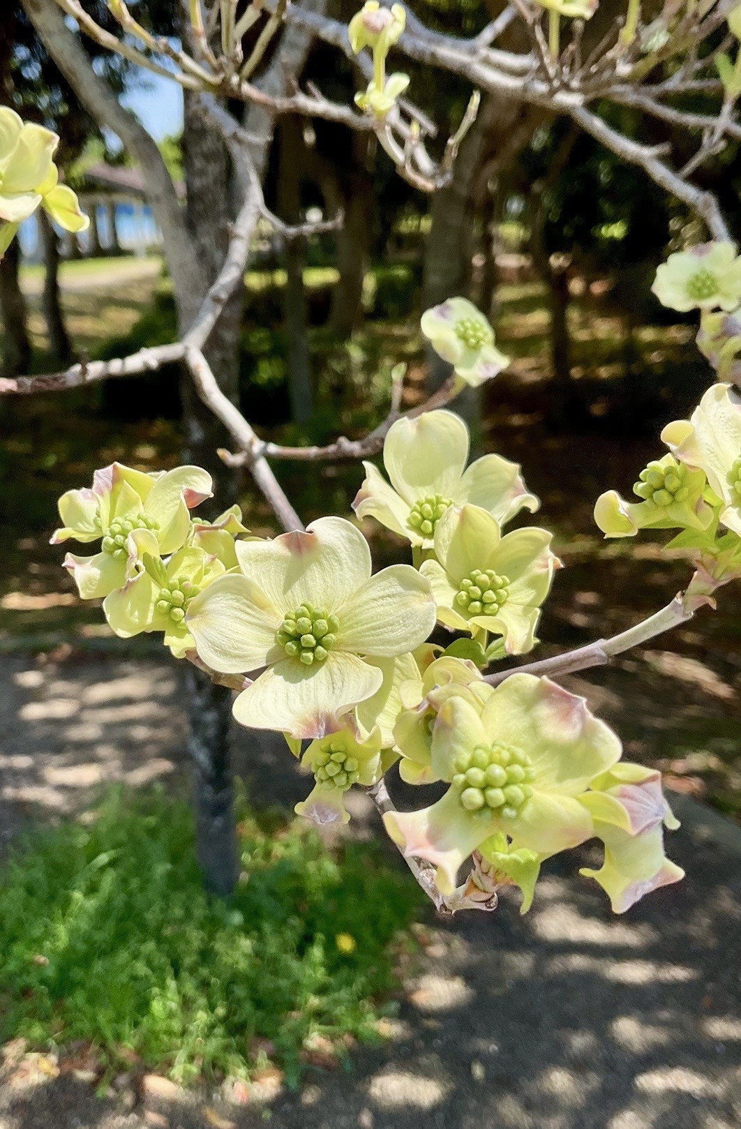 ４月１１日　撮影